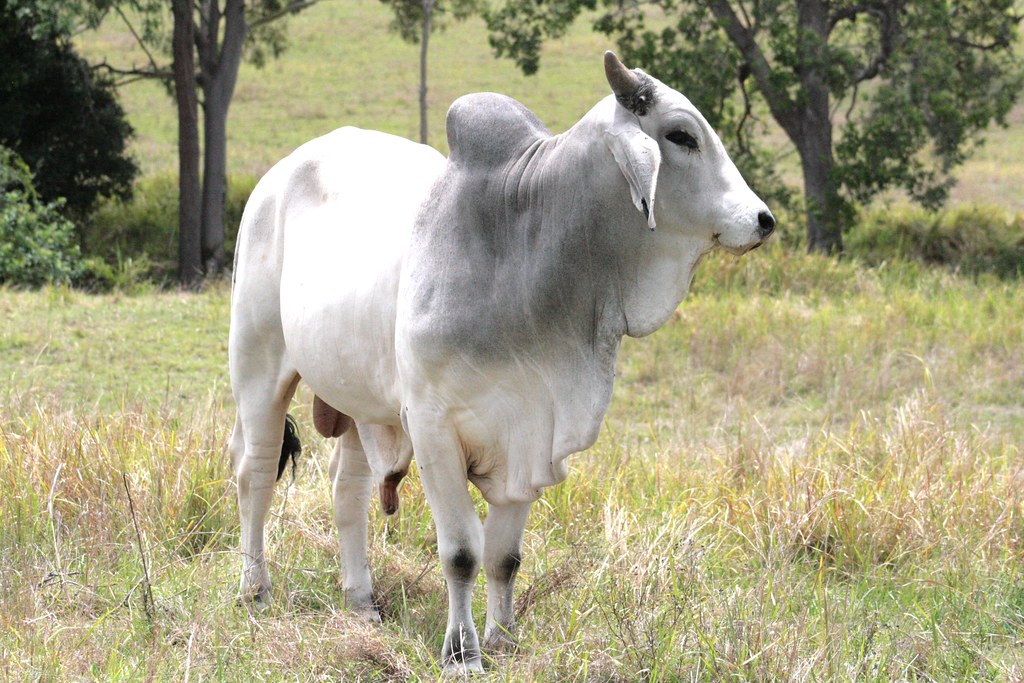 grey bull Lance Bray Flickr