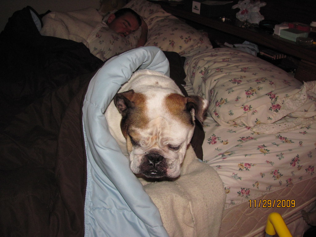IMG_0735 Tilly likes to sleep on my pillow under the cover… Flickr