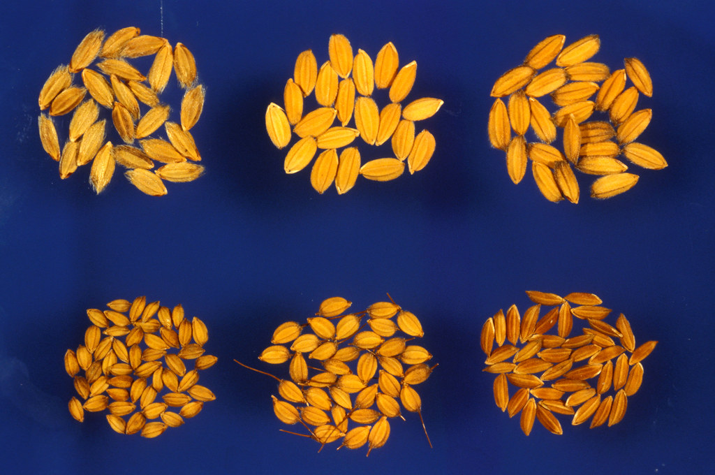 rice seed variety Part of the image collection of the Inte… Flickr