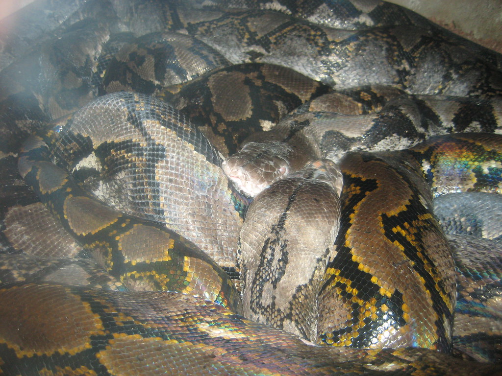 Malaysian Phyton Ular Sawa Batik in captivity in Melaka