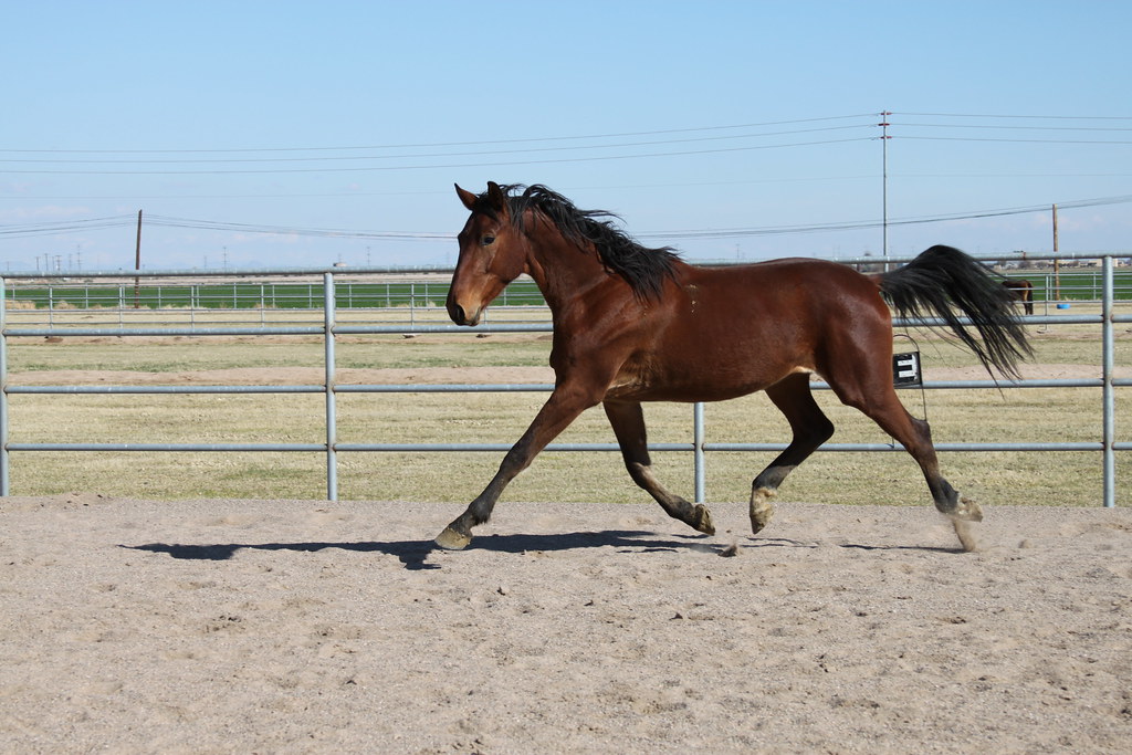 Vigo 3 yo Trakehner gelding Sovereign Farm, www.sovereignf… Flickr