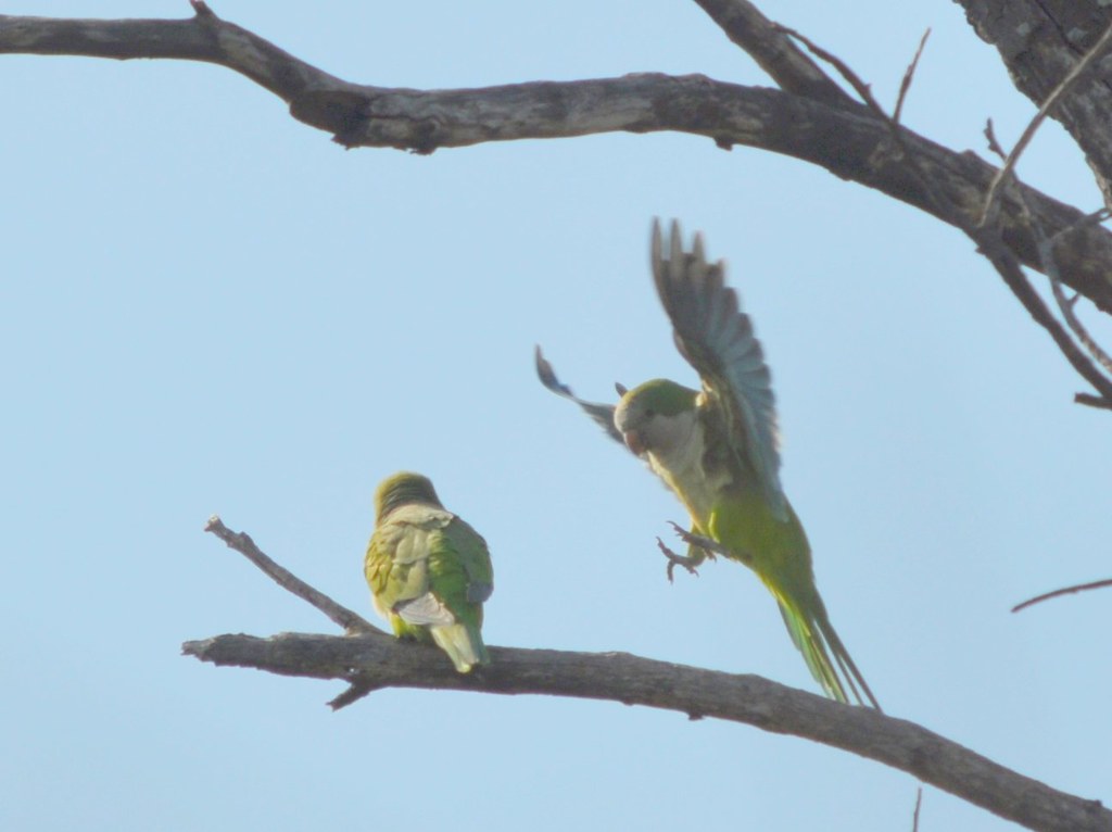 Wild Quaker Parrots of New Orleans Flickr