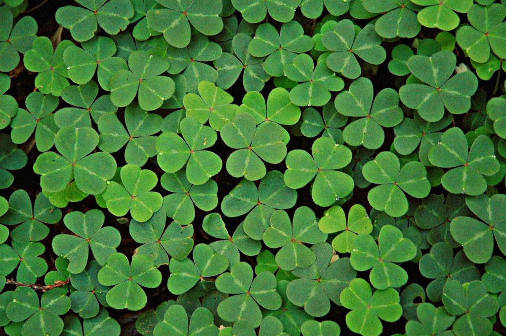 Redwood Sorrel Oxalis oregana, growing under redwoods. Sur… Flickr