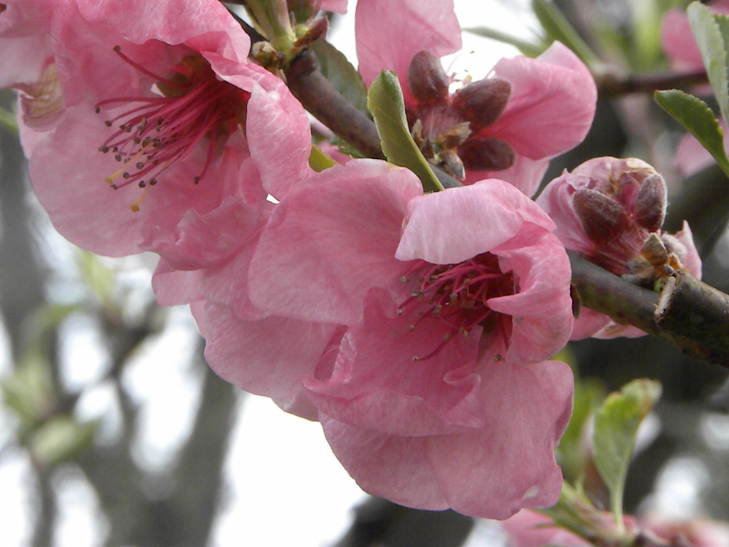 Nectarine Blossoms These nectarines are the very best I ha… Flickr