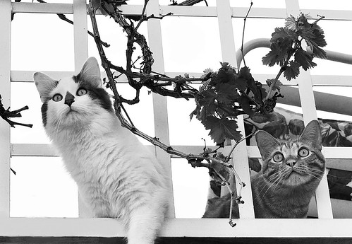 I Just Knew That When the Lady Next Door Started Sunbathin… | Flickr