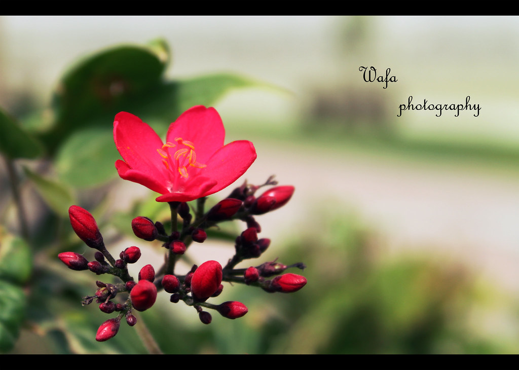 Red beauty ! Flowers are love's truest language. Park Benj… Flickr