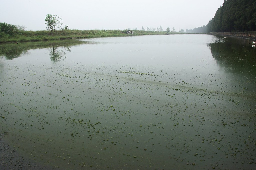 Algae bloom in Tai Lake, China Photo taken in 2007 of a ma… Flickr