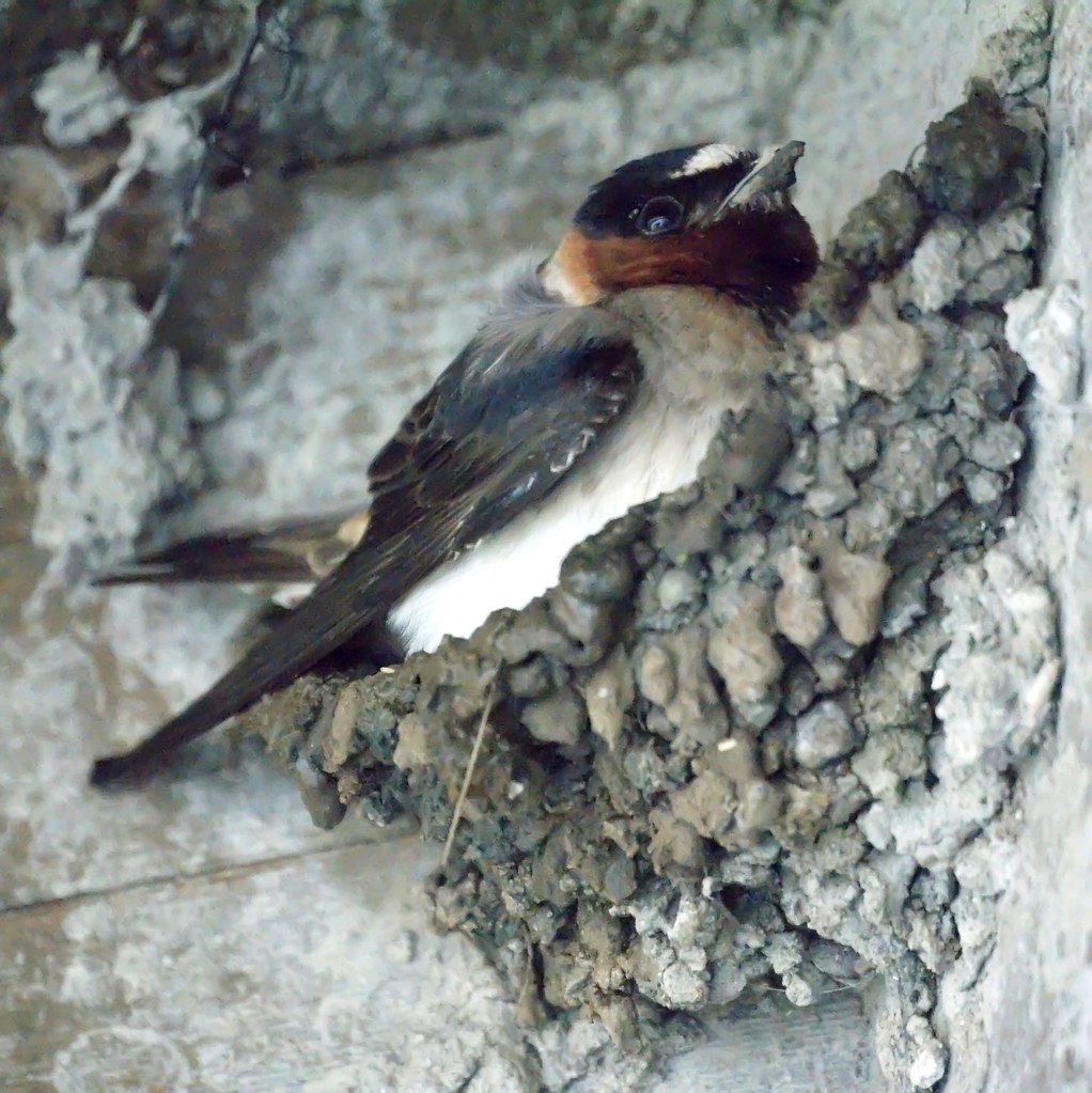 Cliff Swallow Baylands Nature Preserve, Palo Alto CA Mike's Birds