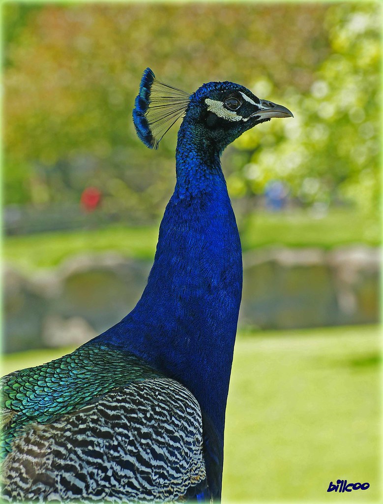 Colorful Peacock Detroit Zoo, Royal Oak, Michigan. billcoo Flickr