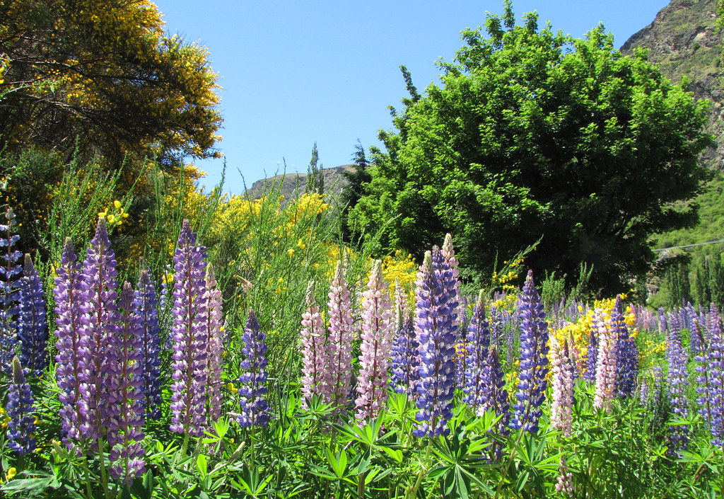 Wild flowers New Zealand Diah Mulyaningsih Flickr