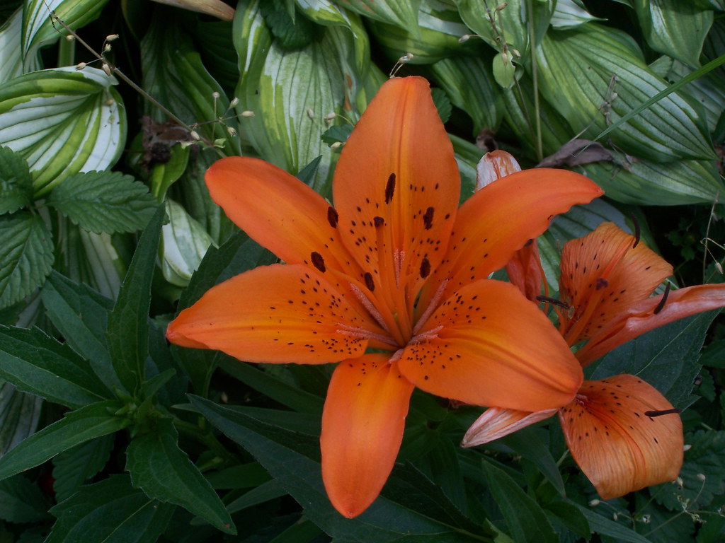 Craigslist and more flowers 012 Kris Flickr