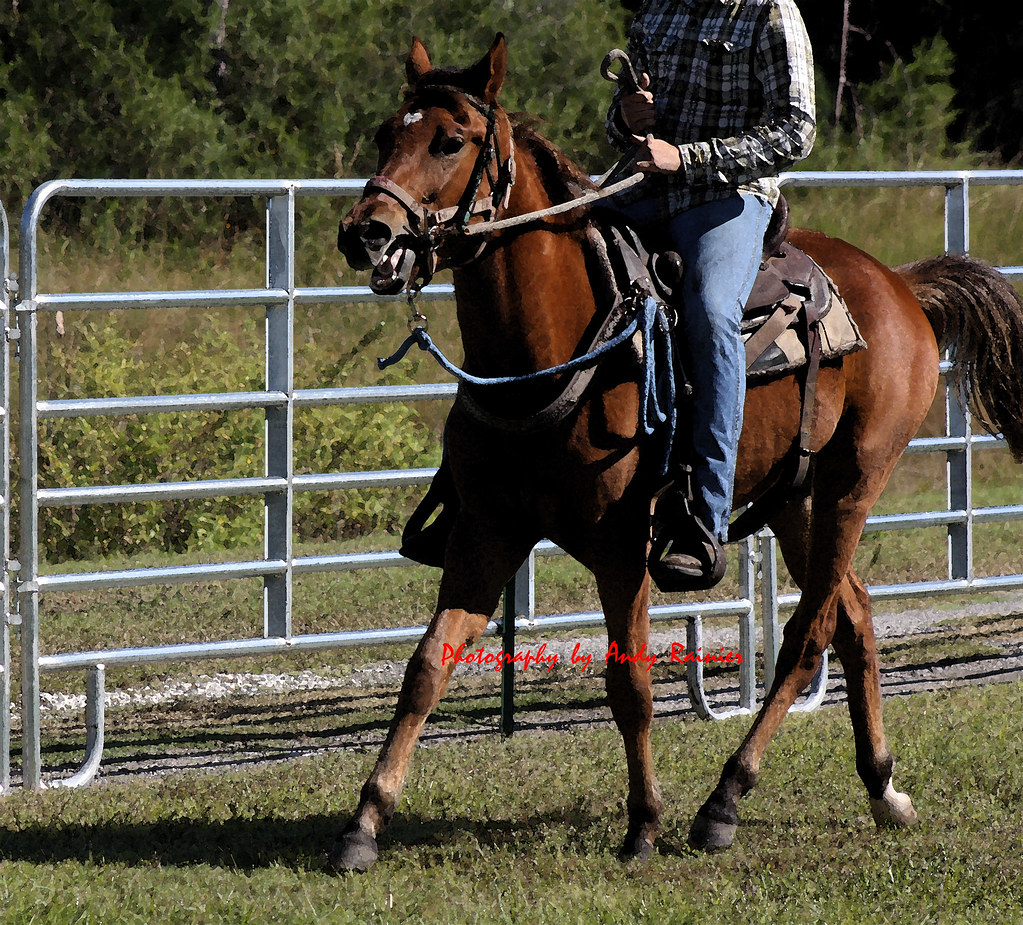 QH8 Young Quarter horse, only green broke, training time Flickr