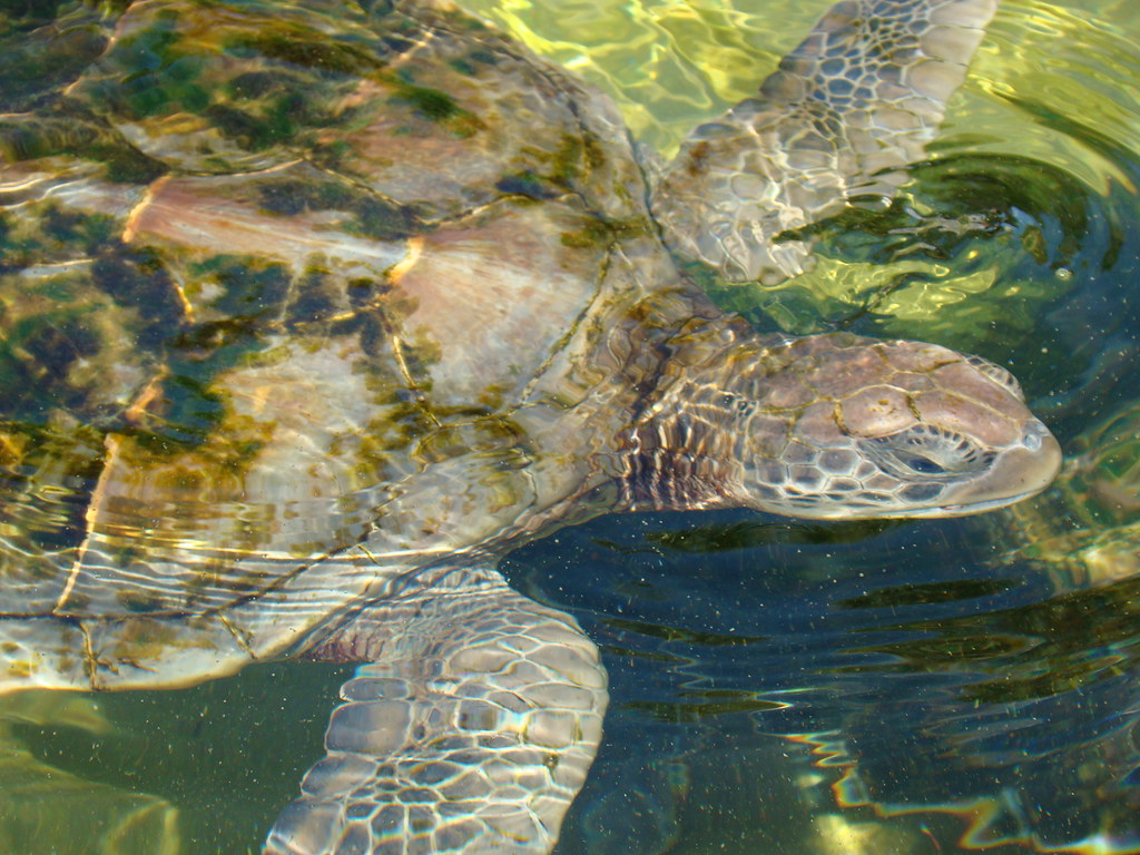 20141006 Grand Cayman Turtle Farm 20141006