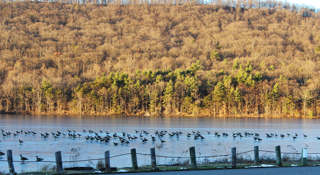 IMG_5800p Lily Lake, Wapwallopen, PA jlm0909 Flickr