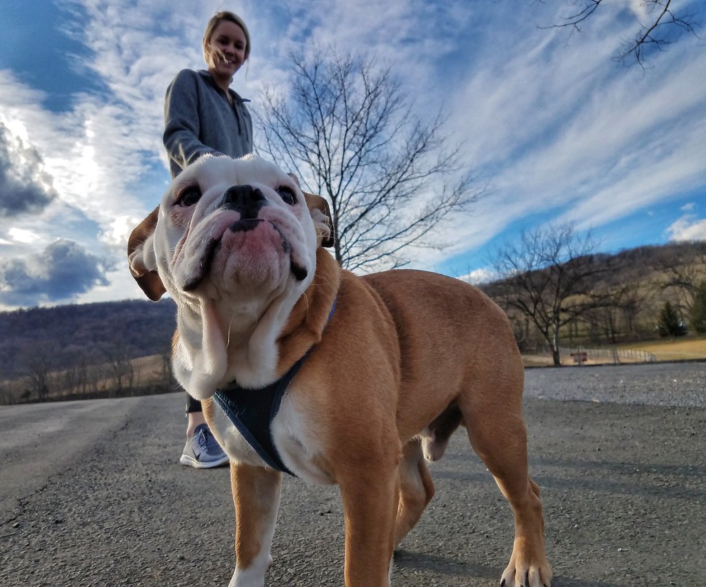 Dogs in Virginia State Parks Uploaded by Sa for guest blog… Flickr