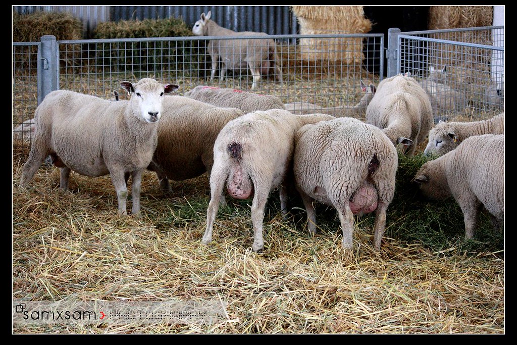 pregnant sheep SAMXSAM's Photography Flickr