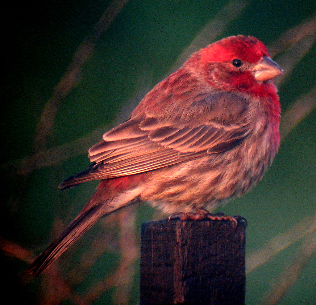 Male House Finch House Finch (Haemorhous mexicanus), adult… Flickr
