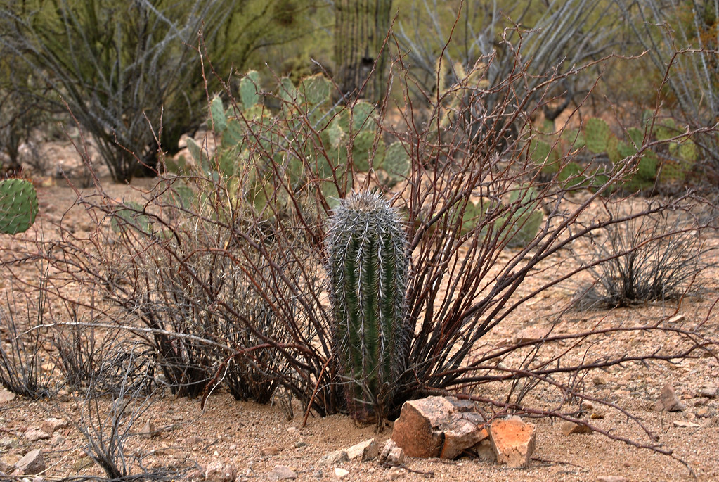 "Nurse Plant" This is an example of a "nurse plant" for th… Flickr