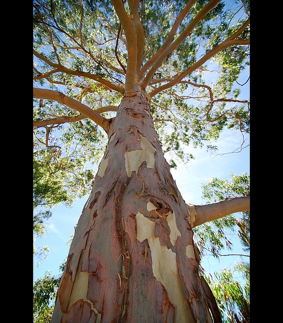 LemonScented Gum Tree One of the many LemonScented Gum T… Flickr