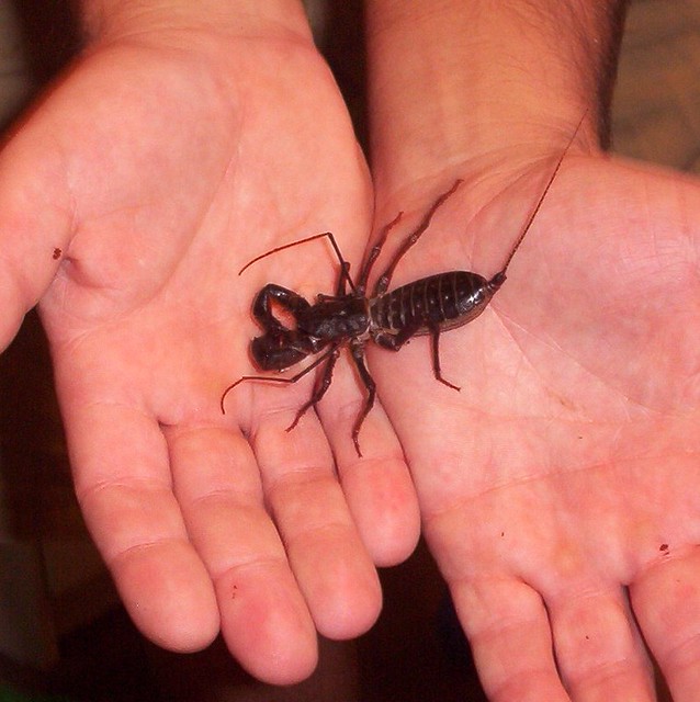 Giant Vinegaroon This is "Vinny" a Giant Vinegaroon (Masti… Flickr