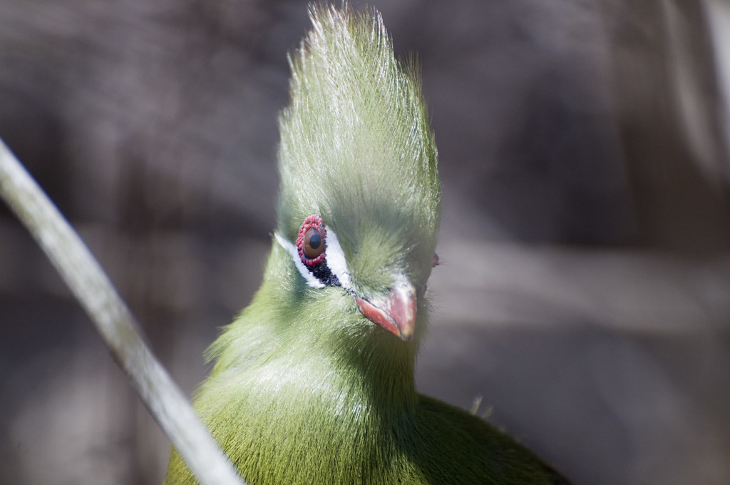Green Bird Green tropical bird at the San Antonio Zoo BFS Man Flickr