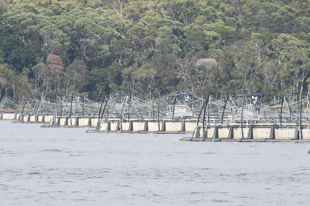Ocean Trout fish farming in Tasmania Farming Ocean Trout (… Flickr