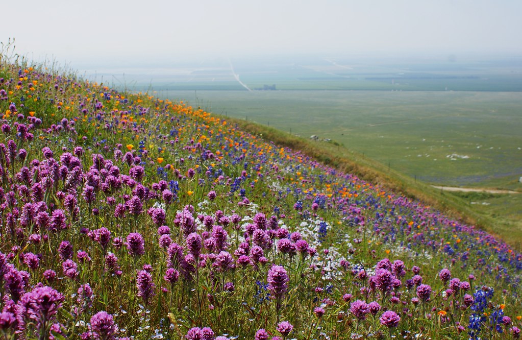 Arvin Hills California wildflowers (30) Karl Gercens Flickr