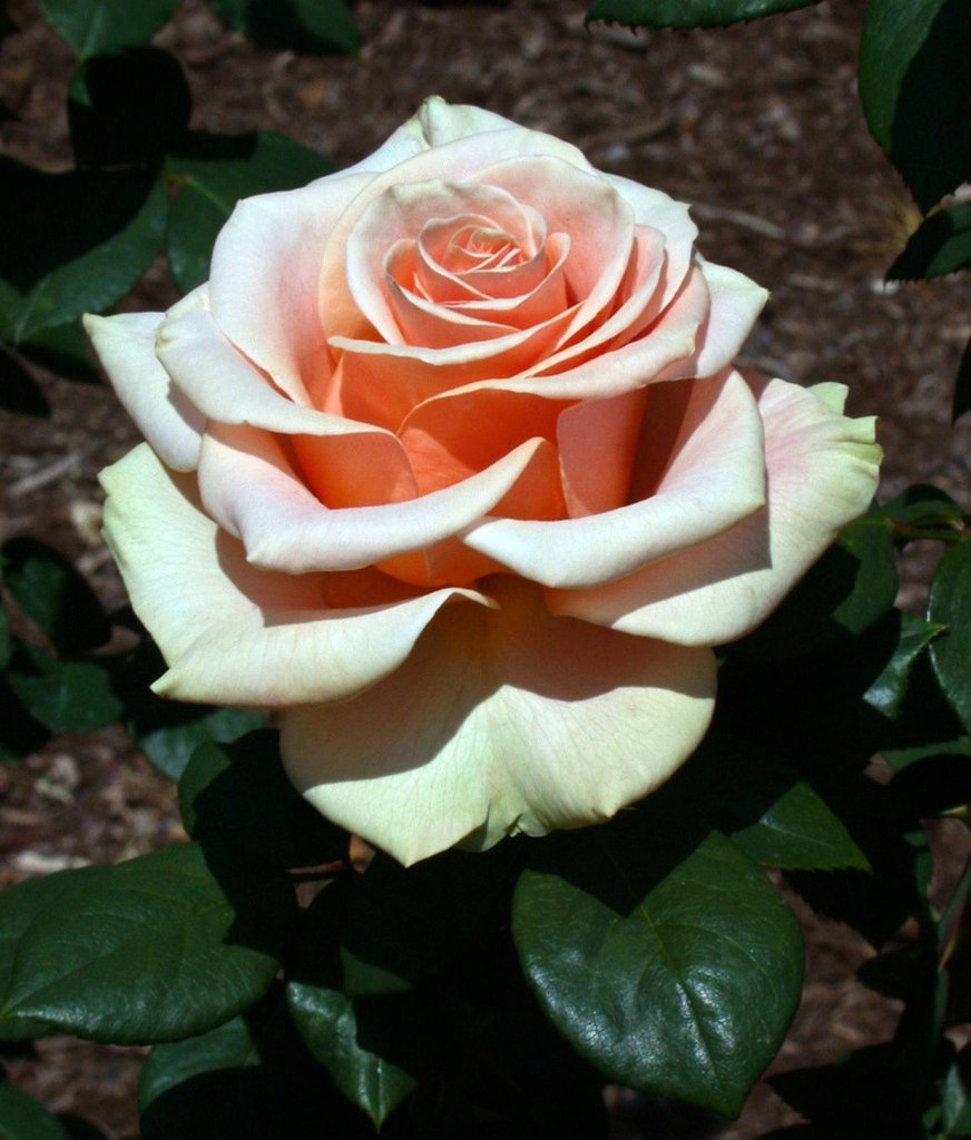 Marilyn Monroe Rose Queen of Flowers C9542410DSCN48… Flickr