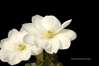 Dedicato A Mia Moglie Buon Compleanno Dina Milano Fiore Flickr