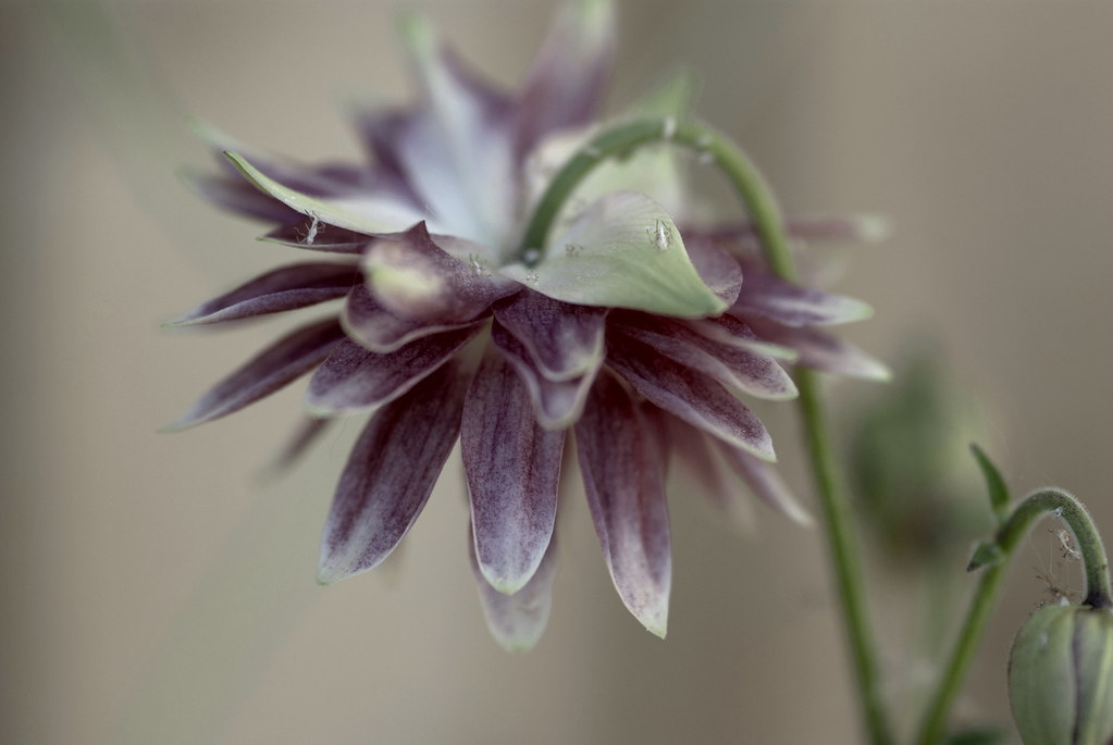 Flower Vision... Flickr