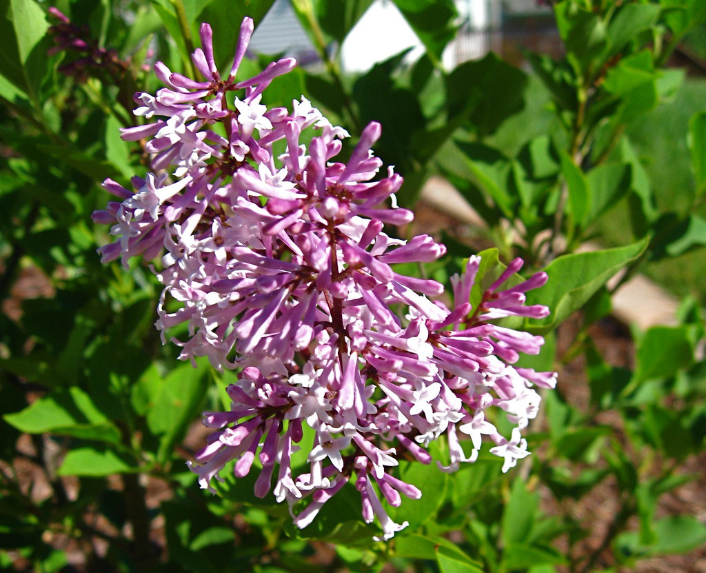 Miss Kim lilac blooms They don't look like most lilacs but… Flickr