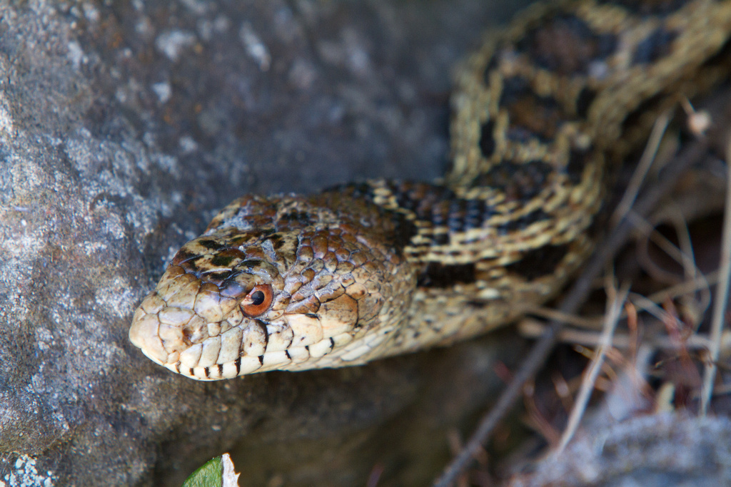 Gopher Snake Gopher snake found in our yard that was