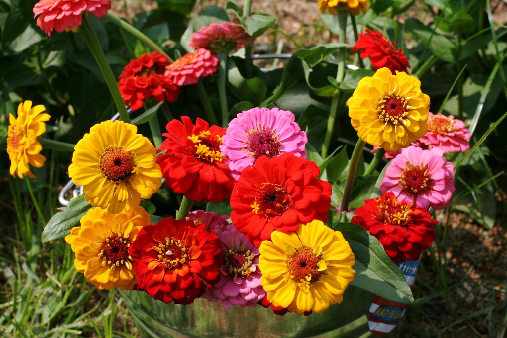 Zinnia Bucket Jones Valley Urban Farm, Mt. Laurel elaine faith Flickr