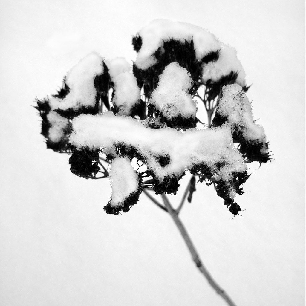 Snow Flower III Snow Covered Flower view my photos on Flui… Mike