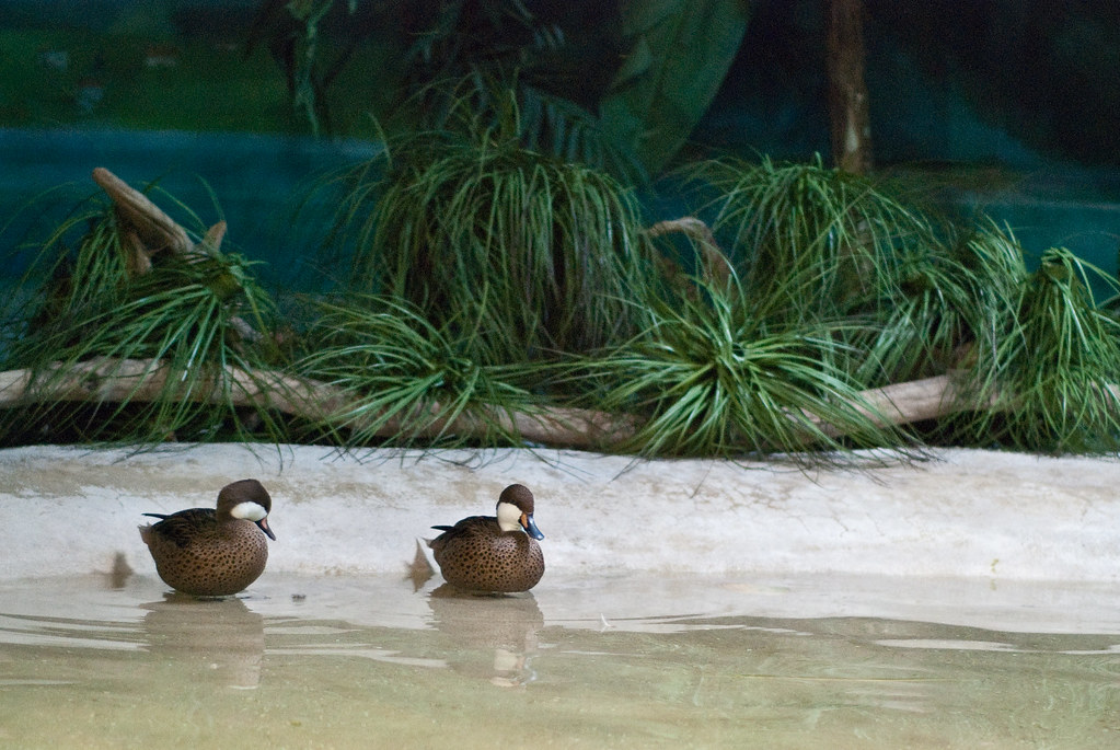 Camden Aquarium AMWRanes Flickr