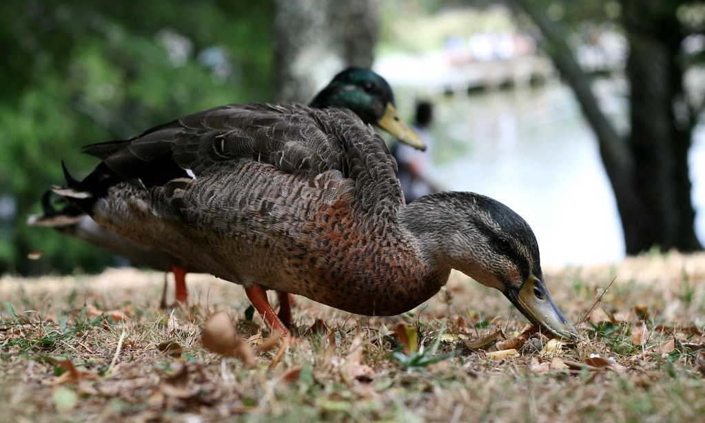 98/365 Ducks n Chips 11 March 2010 Ducks eating chips, … Flickr
