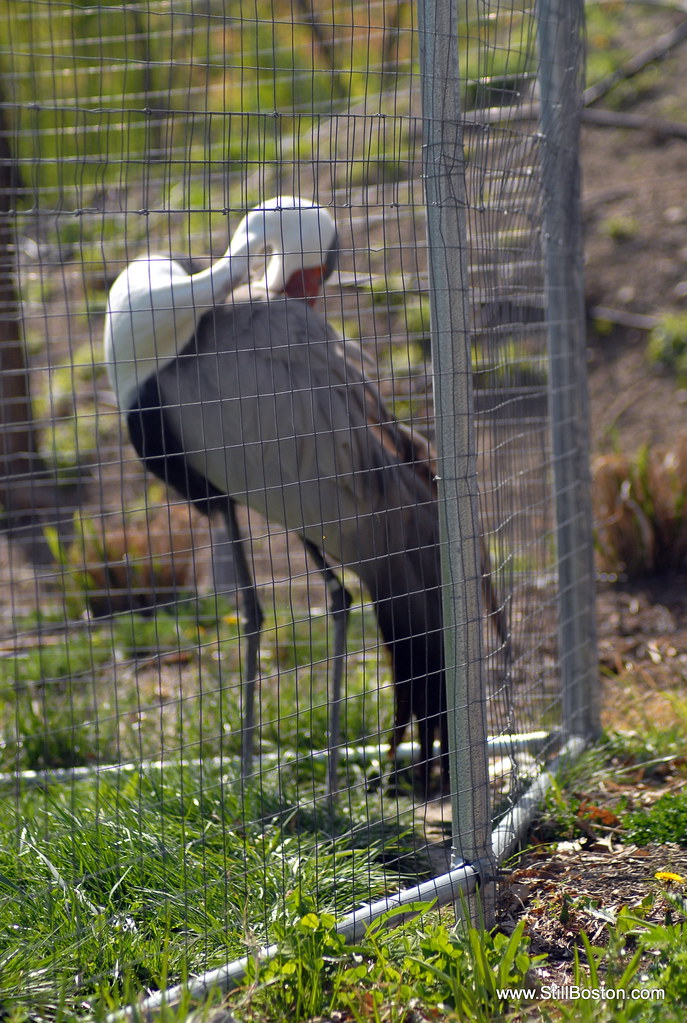 Trip to Franklin Park Zoo Bird Grooming Itself in Enclosur… Flickr