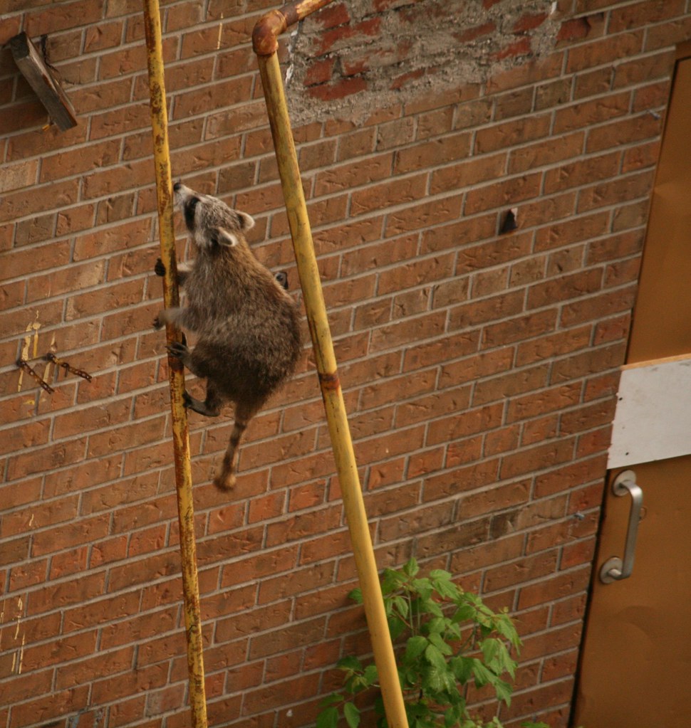 Mr. Raccoon tries his hand at wall climbing Bonnie Shulman Flickr