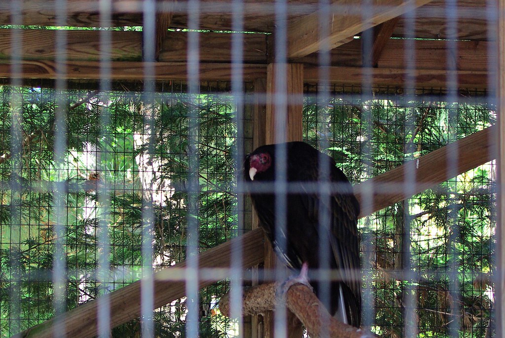 Popcorn Park100516 1144 Popcorn Park Zoo, Forked River, … Flickr