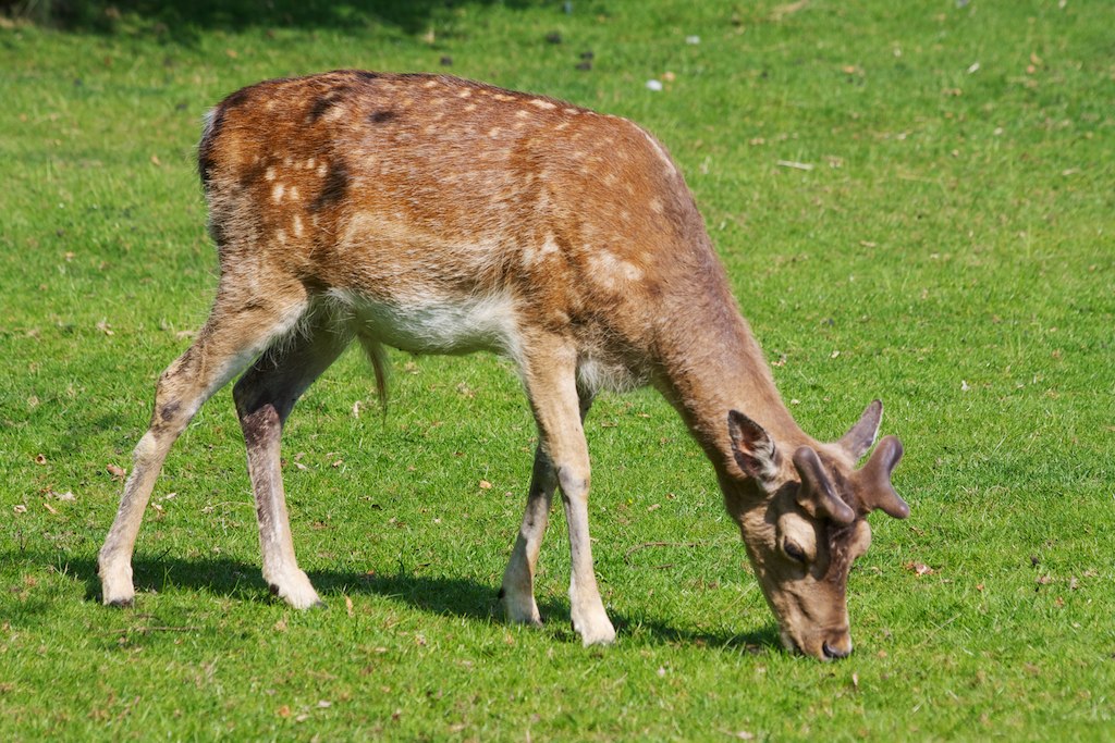 Deer Feeding 1 Here is a deer feeding on grass at Dunham M… Colin