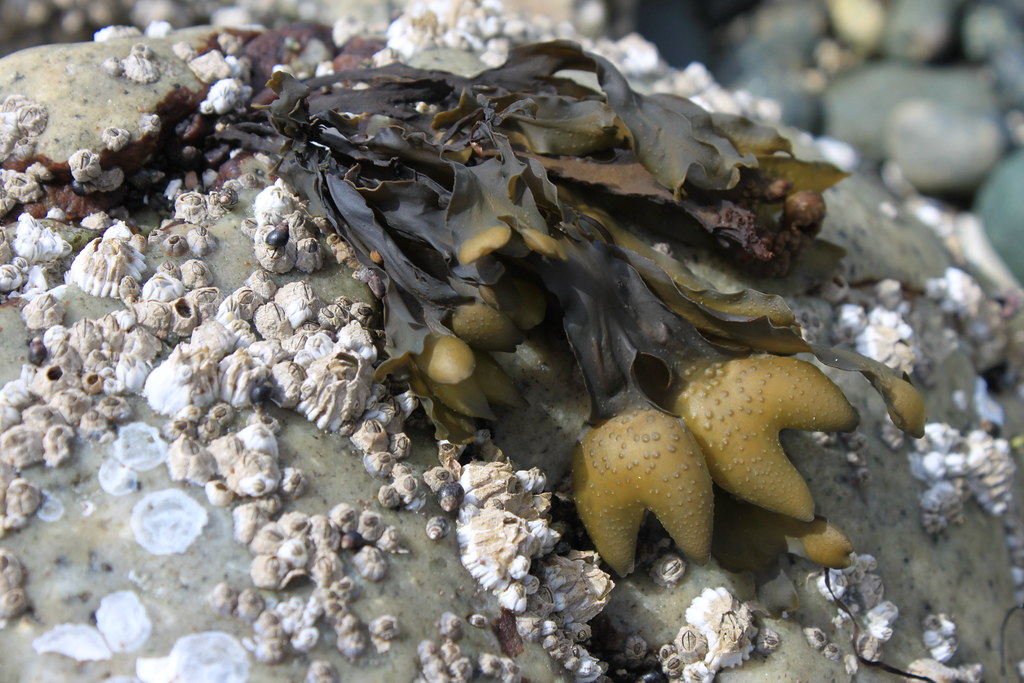 Seaweed & Barnacles Take a deep breath and you can smell t… Flickr