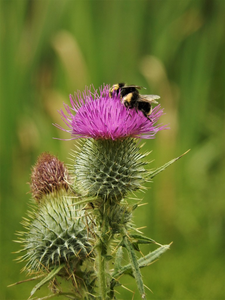 Fluffy YellowStriped Bees on Thistle. Point Reyes, June 2… Flickr