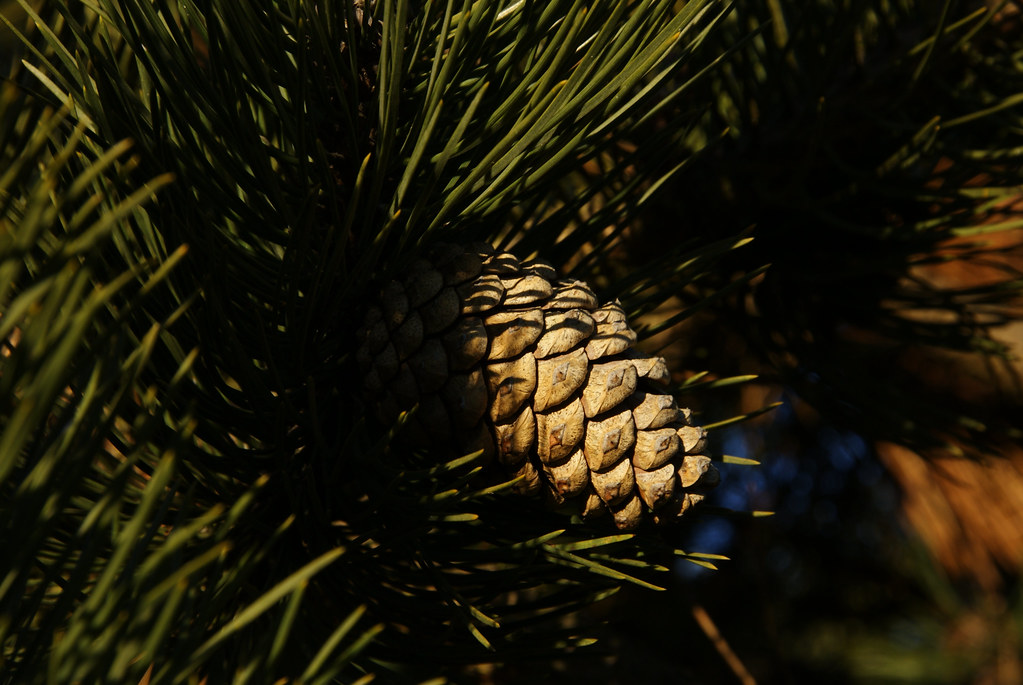 Pine Cone Closeup view of a pine cone Flickr