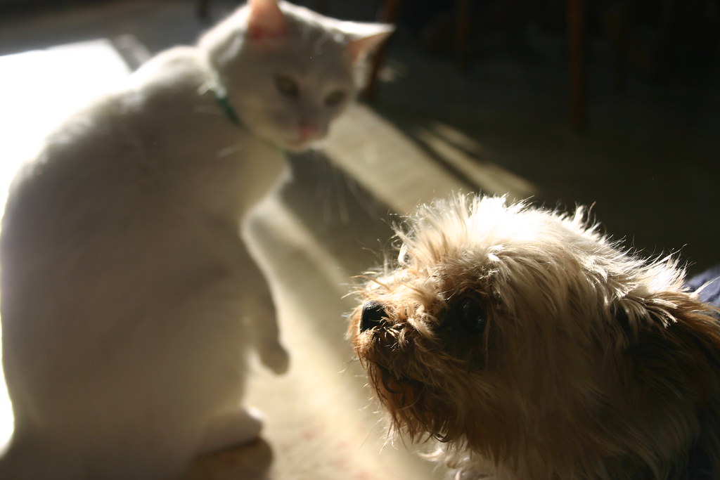 cats & dogs johnny hunts her. he stalks, pounces, and swat… Flickr