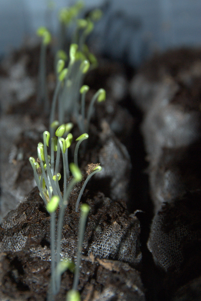 DSC_0015.NEF Lettuce seeds sprouting Jen&Andy Flickr