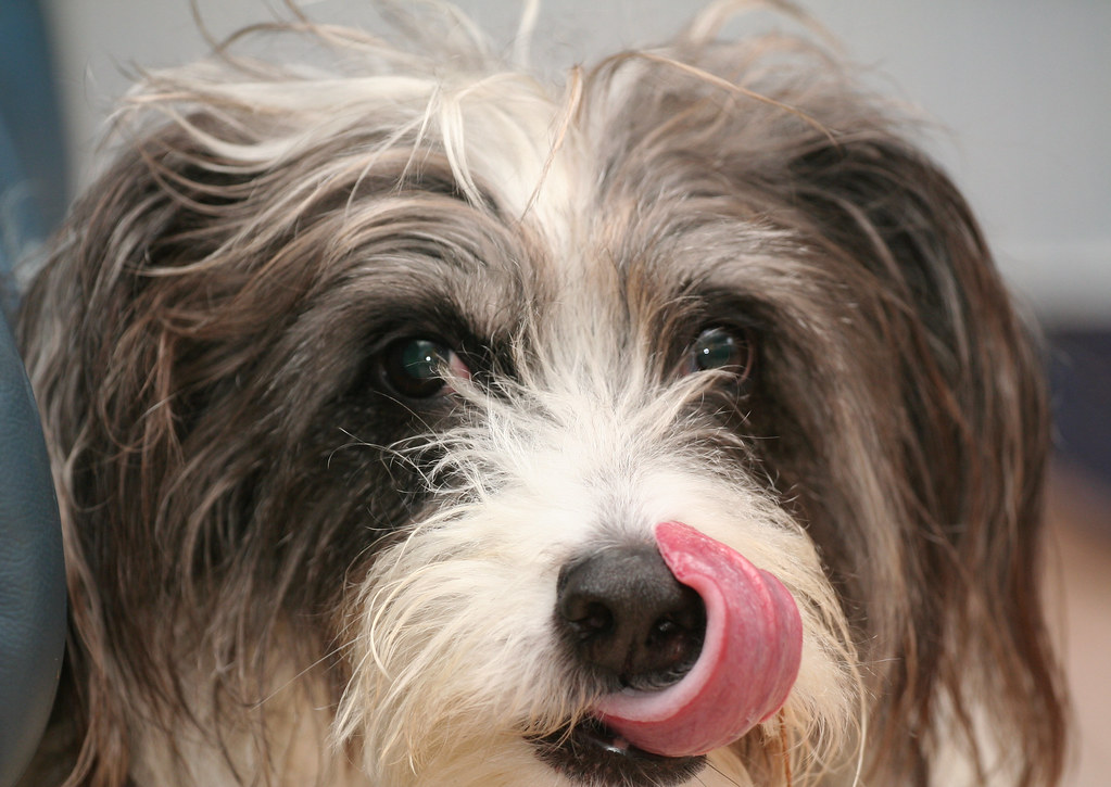 Is It Bad To Touch Your Dogs Nose