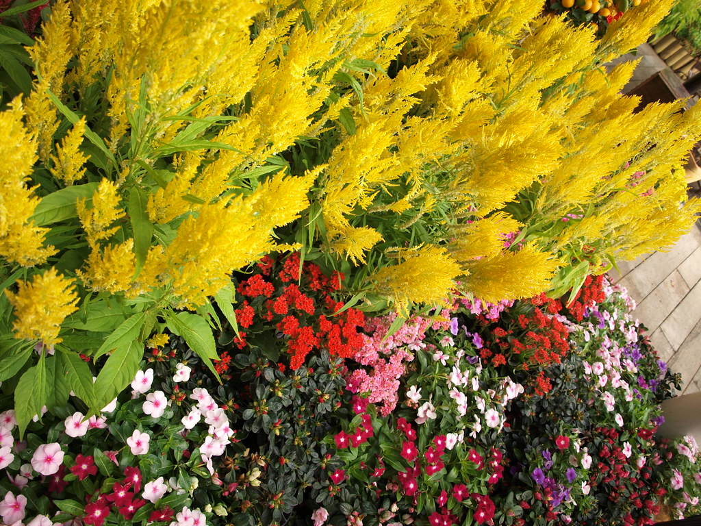 Chinese New Year plants at Hortpark bysusan4u Flickr