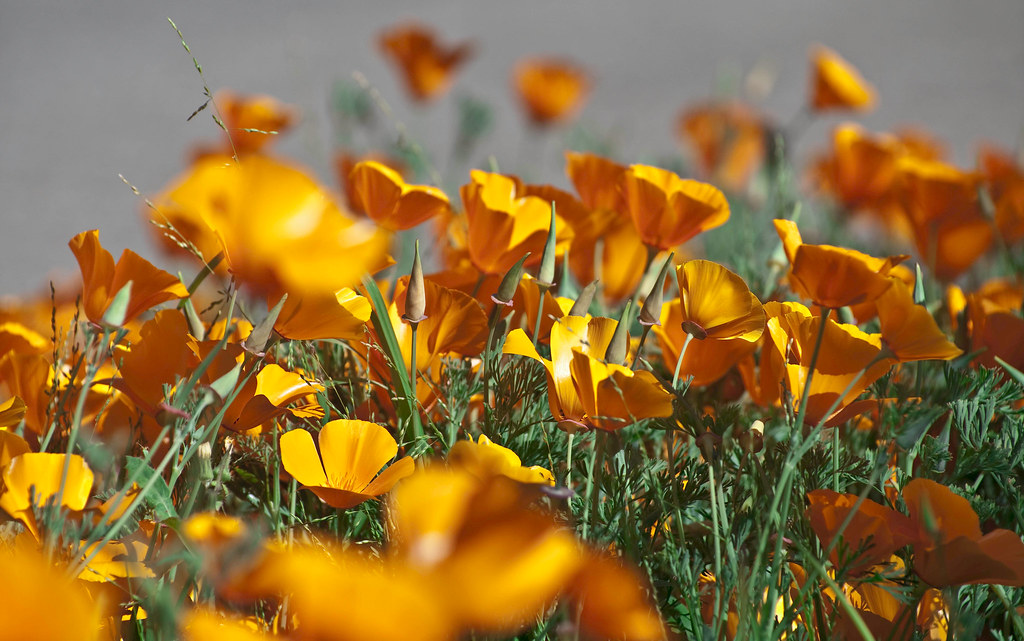 California Native Poppies Bryan Flickr