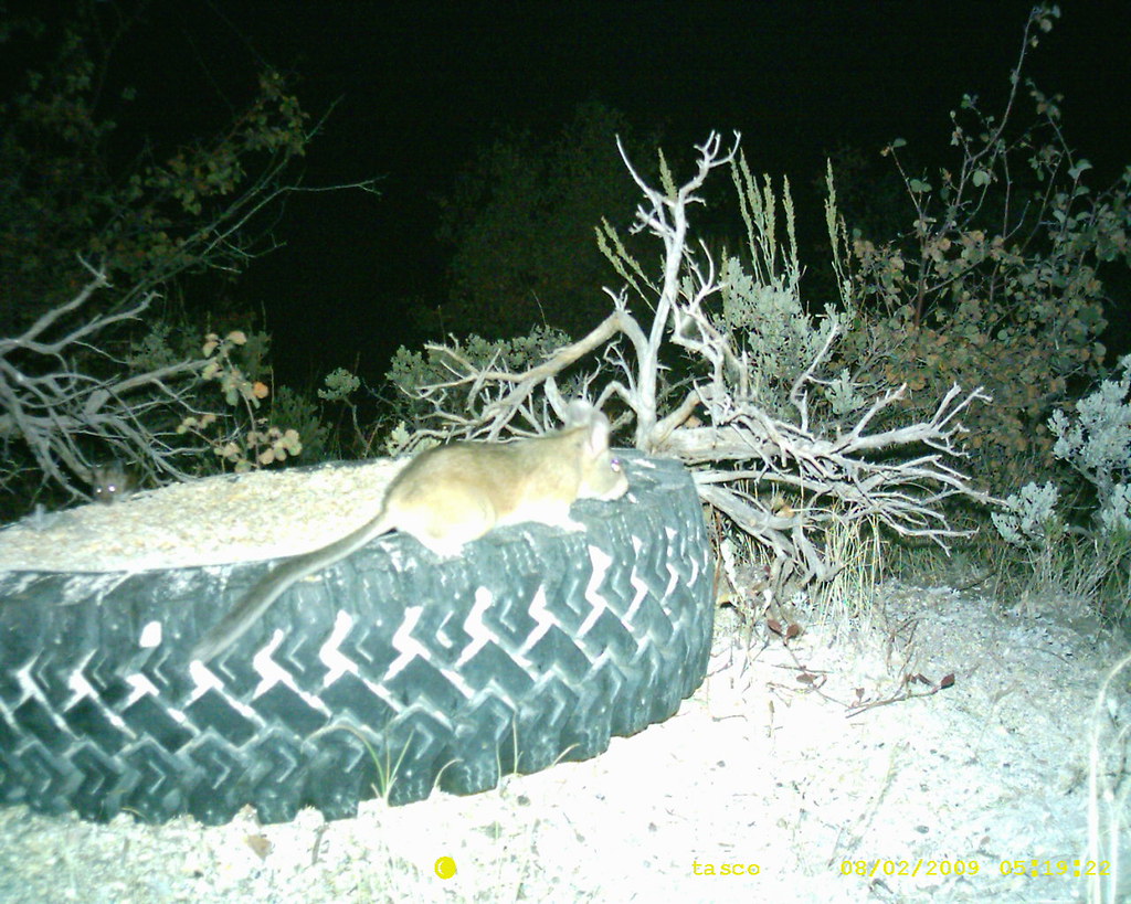 SUNP0628 Acord Lake wildlife bushy tailed wood rat?? daisy023
