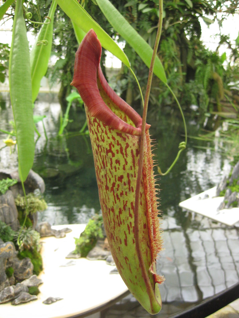 Pitcher Plant Along with all these docile orchids, there w… Flickr